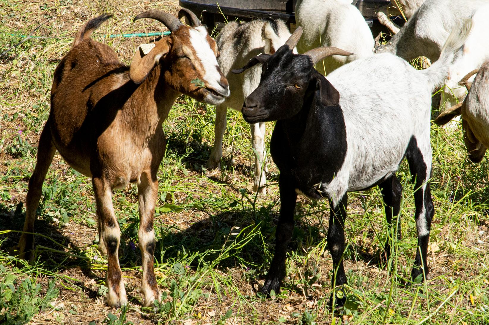 goats-Barge Canal-5-23-22